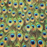 Stoff Meterware Baumwolle Pfau Pfauenfeder Pfauenauge bunt Fotodruck Digital 0,5 Stoff Meterware Baumwolle Pfau Pfauenfeder Pfauenauge bunt Fotodruck Digital 0,5